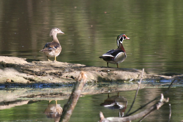 Wood Ducks