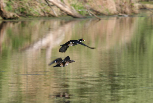 Wood Ducks