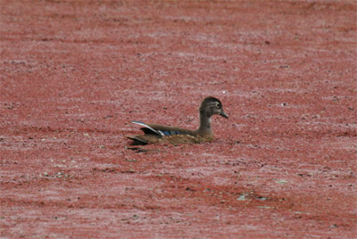 Wood Ducks