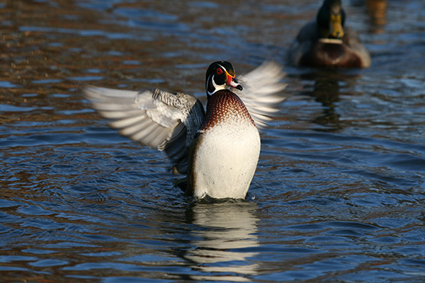 Wood Duck