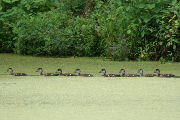 Wood Ducks