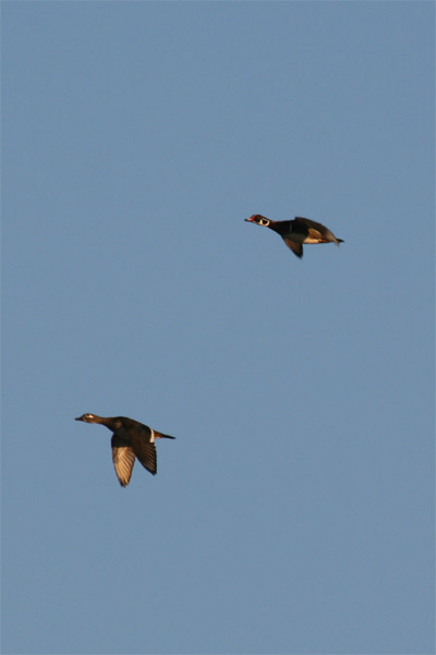 Wood Ducks