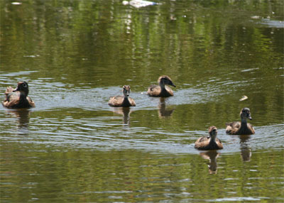 Wood Ducks