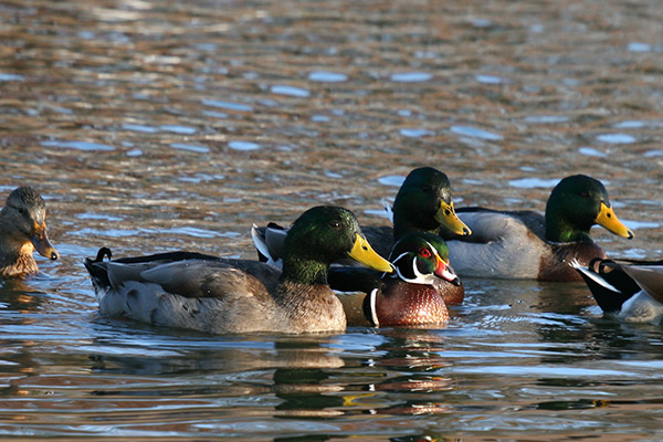 Wood Duck and Mallards