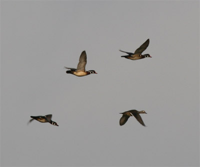 Wood Ducks Flying