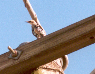 immature starling