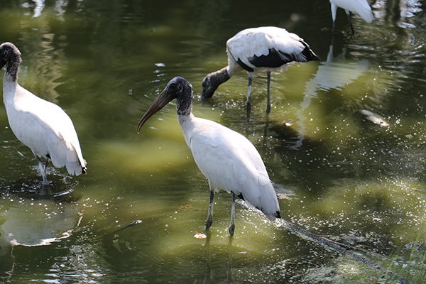 Wood Stork