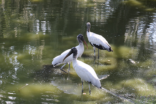 Wood Storks