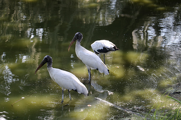 Wood Stork