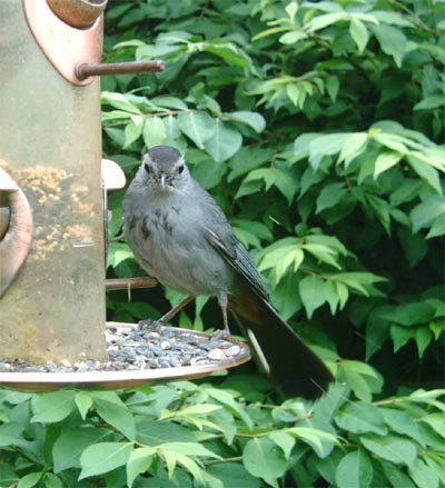 Backyard Gray Catbird