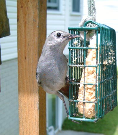 Backyard Gray Catbird