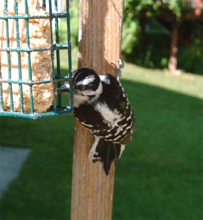 Backyard Downy Woodpecker