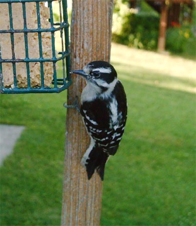 Backyard Downy Woodpecker