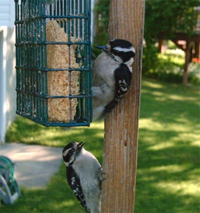 Backyard Downy Woodpecker