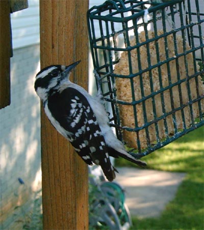 Backyard Downy Woodpecker