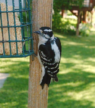 Backyard Downy Woodpecker