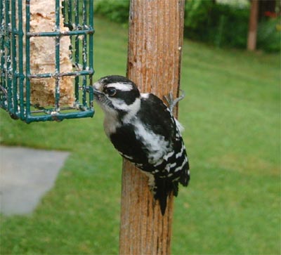 Backyard Downy Woodpecker