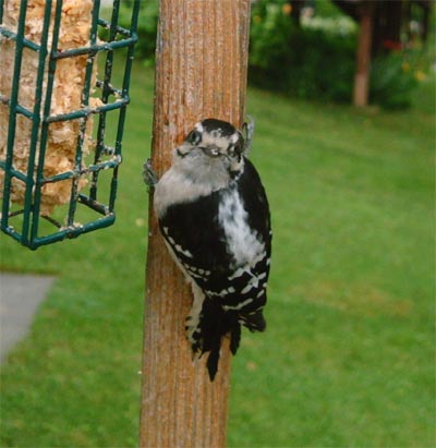 Backyard Downy Woodpecker