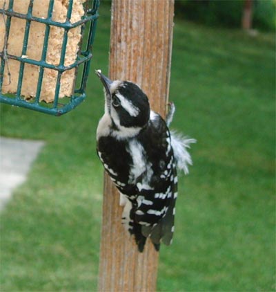 Backyard Downy Woodpecker