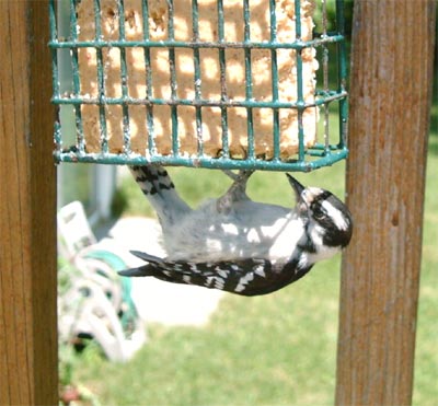 Backyard Downy Woodpecker