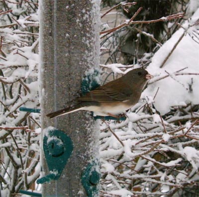 Junco