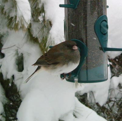 Junco