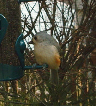 Tufted Titmouse