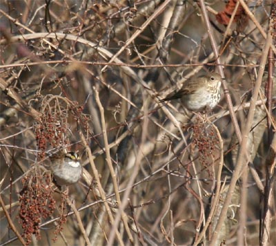 Hermit Thrush and White Throated Sparrow