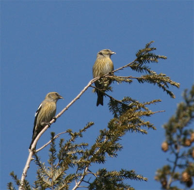 White-winged Crossbill