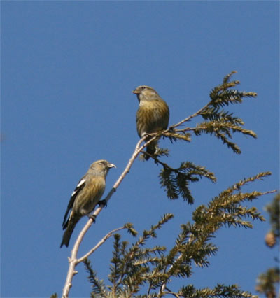 White-winged Crossbill