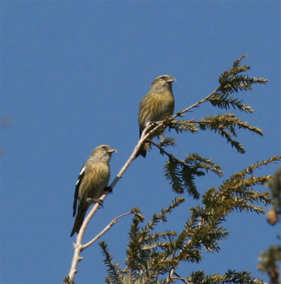 White-winged Crossbill