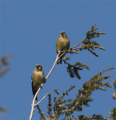 White-winged Crossbill