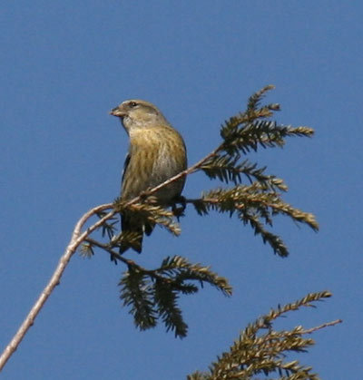 White-winged Crossbill