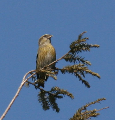 White-winged Crossbill