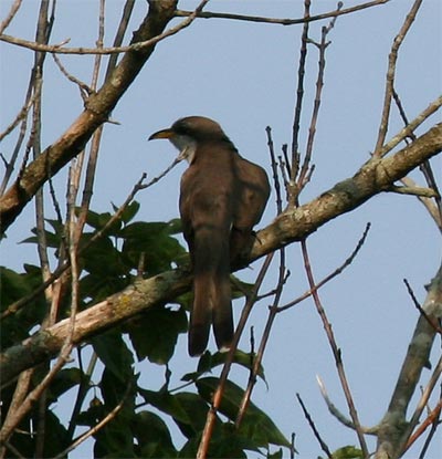 Yellow Billed Cuckoo