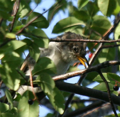 Yellow Billed Cuckoo