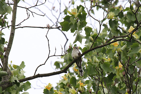 Yellow Billed Cuckoo