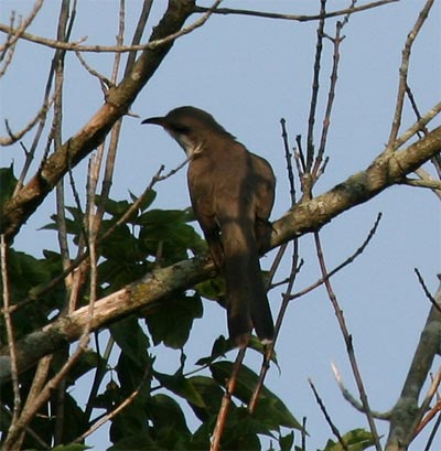 Yellow Billed Cuckoo