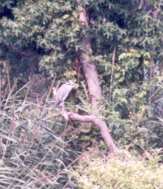 Yellow Crowned Night Heron