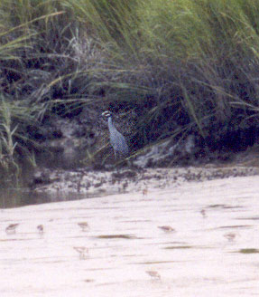 Yellow Crowned Night Heron