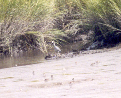 Yellow Crowned Night Heron