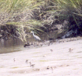 Yellow Crowned Night Heron