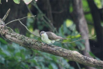 Yellow Billed Cuckoo