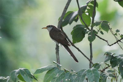 Yellow Billed Cuckoo