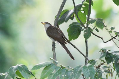 Yellow Billed Cuckoo