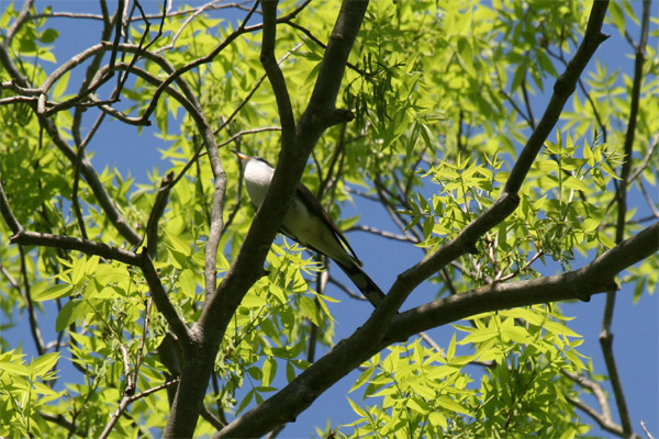 Yellow Billed Cuckoo