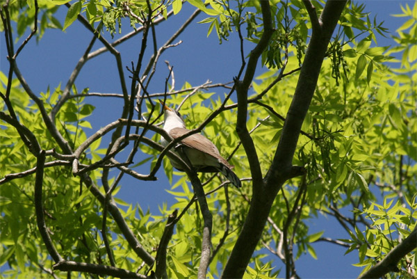 Yellow Billed Cuckoo