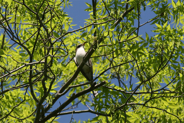 Yellow Billed Cuckoo