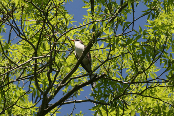 Yellow Billed Cuckoo