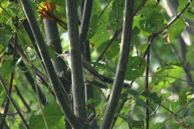 Yellow Billed Cuckoo